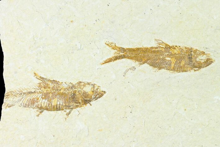 Fossil Fish (Knightia) - Wyoming #148551